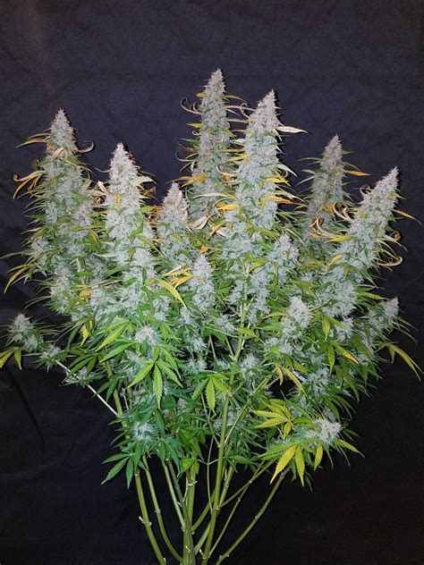 fast buds 420 seeds official